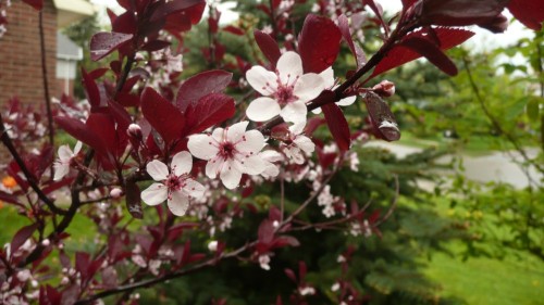 Prunus flowers