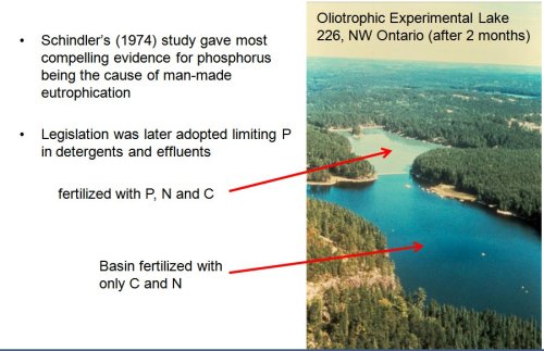 Lac 226 : the flagrant demonstration of the phosphorus effect on freshwaters! 