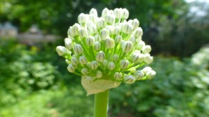 A garlic flowering