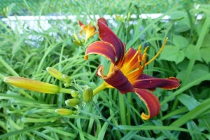 A blood-red day lily